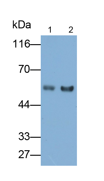 Polyclonal Antibody to Coagulation Factor VII (F7)