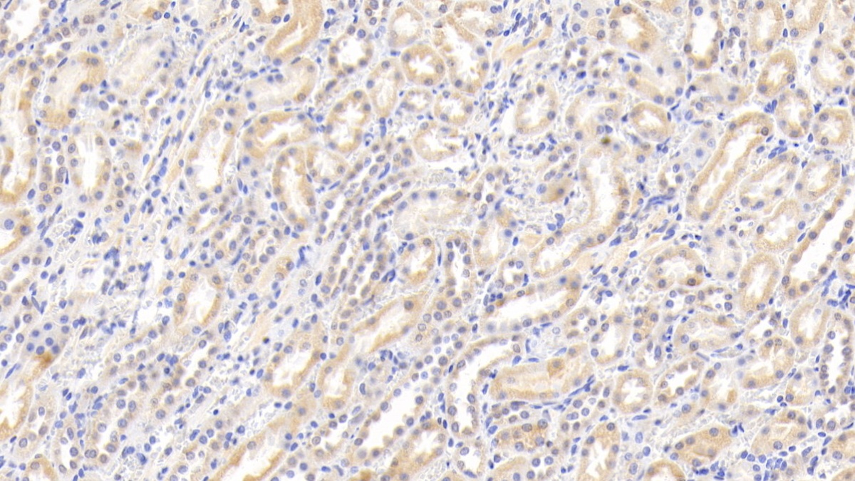 Polyclonal Antibody to Coagulation Factor VII (F7)