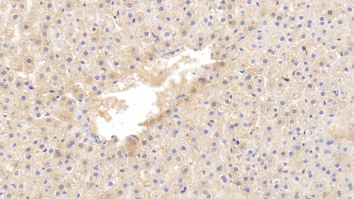 Polyclonal Antibody to Coagulation Factor VII (F7)