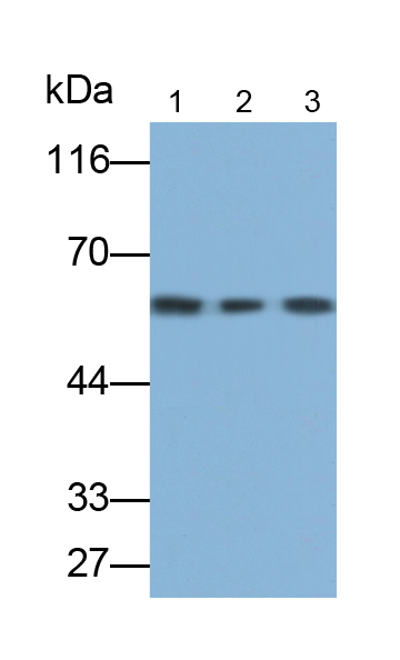 Polyclonal Antibody to Forkhead Box P3 (FOXP3)