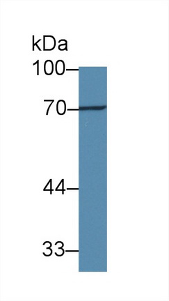 Polyclonal Antibody to Forkhead Box P3 (FOXP3)