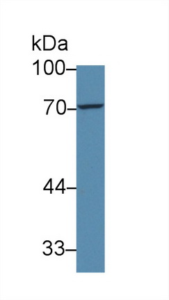 Polyclonal Antibody to Forkhead Box P3 (FOXP3)