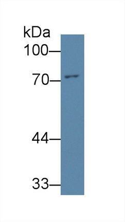 Polyclonal Antibody to Forkhead Box P3 (FOXP3)