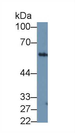 Polyclonal Antibody to Forkhead Box P3 (FOXP3)