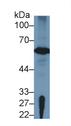 Polyclonal Antibody to Forkhead Box P3 (FOXP3)