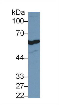 Polyclonal Antibody to Forkhead Box P3 (FOXP3)