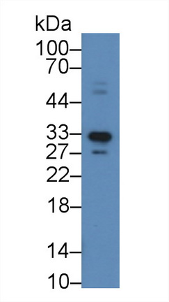 Polyclonal Antibody to Apolipoprotein F (APOF)