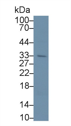 Polyclonal Antibody to Apolipoprotein F (APOF)