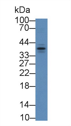 Polyclonal Antibody to Apolipoprotein F (APOF)