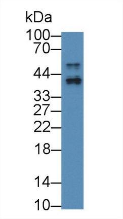 Polyclonal Antibody to Apolipoprotein F (APOF)