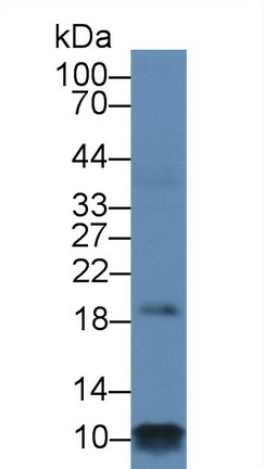 Polyclonal Antibody to Phospholamban (PLN)