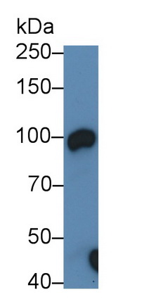 Polyclonal Antibody to Angiotensin I Converting Enzyme 2 (ACE2)