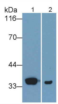 Polyclonal Antibody to Cyclin Dependent Kinase 2 (CDK2)