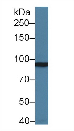 Polyclonal Antibody to Metabotropic Glutamate Receptor 3 (GRM3)