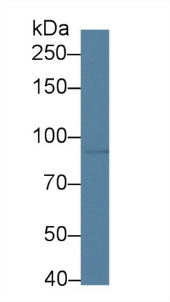 Polyclonal Antibody to Metabotropic Glutamate Receptor 3 (GRM3)