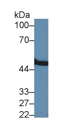 Polyclonal Antibody to Matrix Metalloproteinase 24 (MMP24)