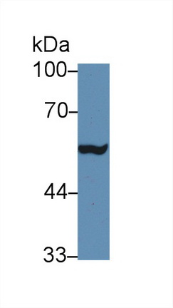 Polyclonal Antibody to Matrix Metalloproteinase 24 (MMP24)