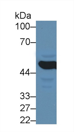 Polyclonal Antibody to Matrix Metalloproteinase 24 (MMP24)