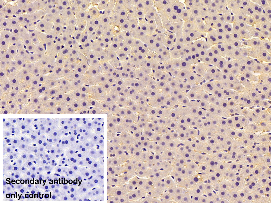 Polyclonal Antibody to Insulin Degrading Enzyme (IDE)