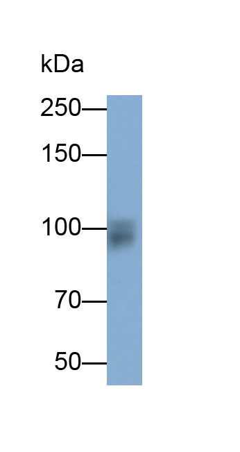 Polyclonal Antibody to Interferon Gamma Inducible Protein 16 (IFI16)