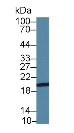 Polyclonal Antibody to Cadherin, Heart (CDHH)