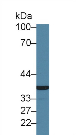 Polyclonal Antibody to Glycoprotein VI (GP6)