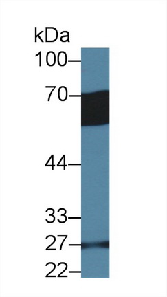 Polyclonal Antibody to Glycoprotein VI (GP6)