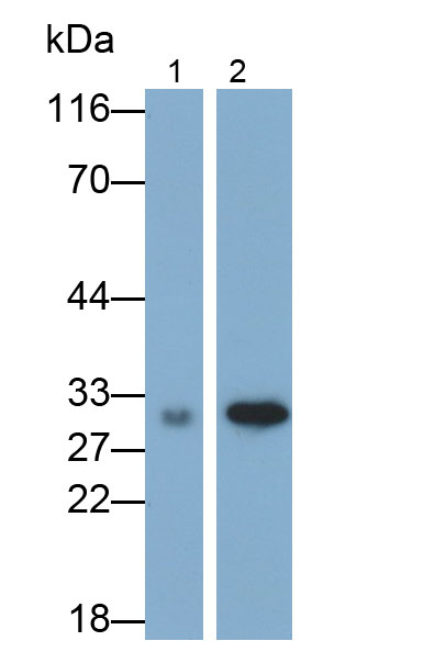 Polyclonal Antibody to Kallikrein 7 (KLK7)