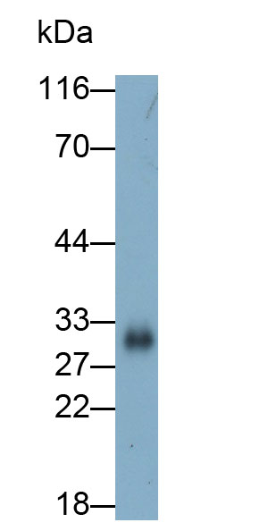 Polyclonal Antibody to Kallikrein 7 (KLK7)