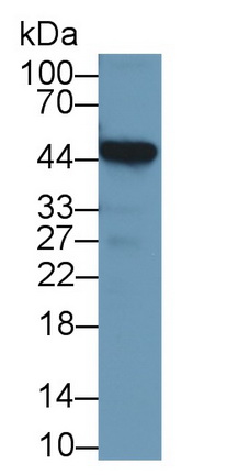 Polyclonal Antibody to S Antigen (SAG)