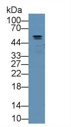 Polyclonal Antibody to Angiopoietin Like Protein 2 (ANGPTL2)