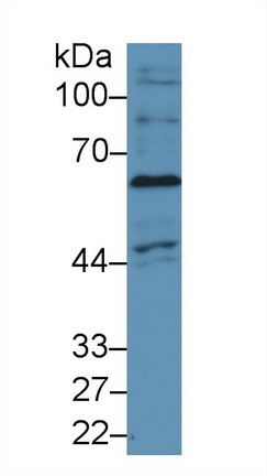 Polyclonal Antibody to NADPH Oxidase 4 (NOX4)