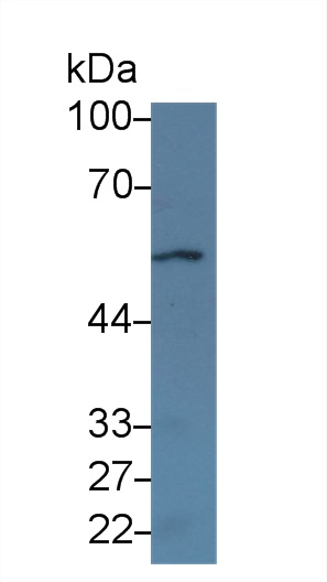 Polyclonal Antibody to Cholinergic Receptor, Nicotinic, Alpha 2 (CHRNa2)