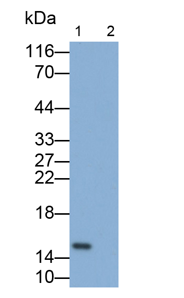 Polyclonal Antibody to Monokine Induced By Interferon Gamma (MIg)