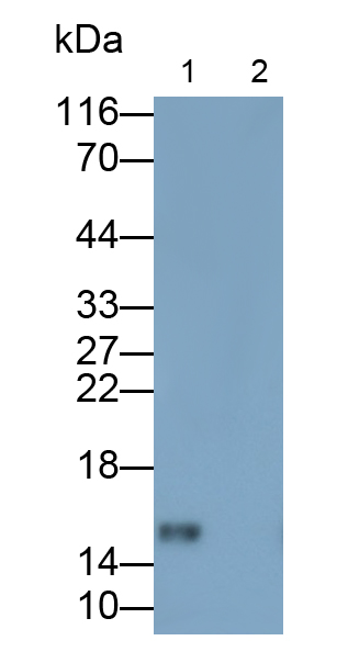 Polyclonal Antibody to Monokine Induced By Interferon Gamma (MIg)