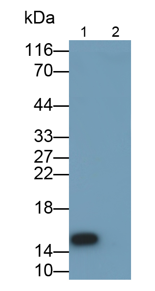 Polyclonal Antibody to Monokine Induced By Interferon Gamma (MIg)