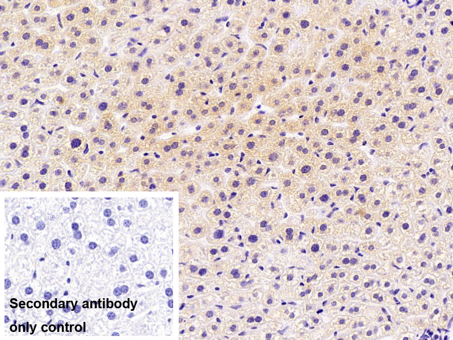 Polyclonal Antibody to Apotransferrin (apoTf)