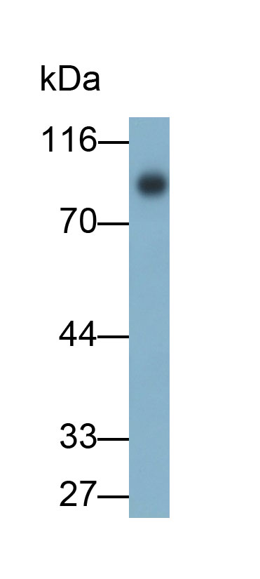 Polyclonal Antibody to Apotransferrin (apoTf)