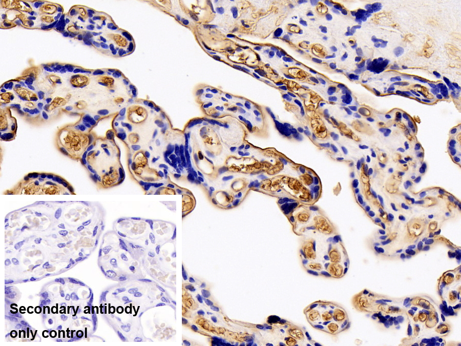 Polyclonal Antibody to Apotransferrin (apoTf)