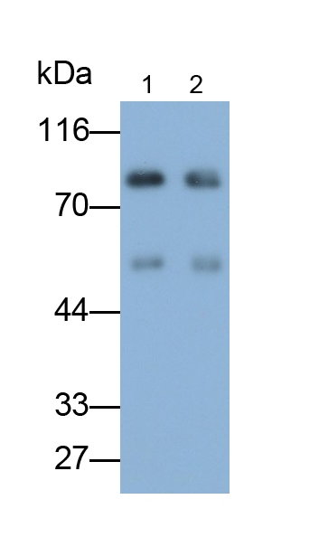 Polyclonal Antibody to Apotransferrin (apoTf)