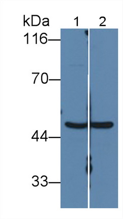 Polyclonal Antibody to Fumarase (FUM)