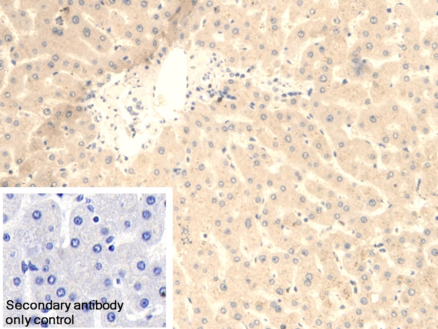 Polyclonal Antibody to Fumarase (FUM)