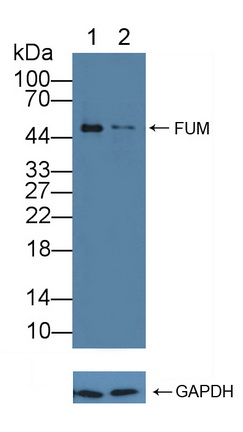 Polyclonal Antibody to Fumarase (FUM)