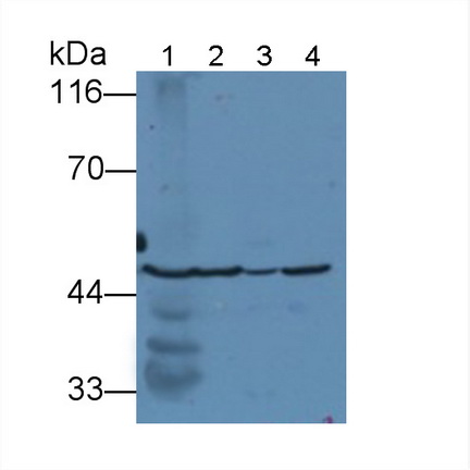 Polyclonal Antibody to Fumarase (FUM)