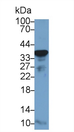 Polyclonal Antibody to Glyceraldehyde-3-Phosphate Dehydrogenase (GAPDH)