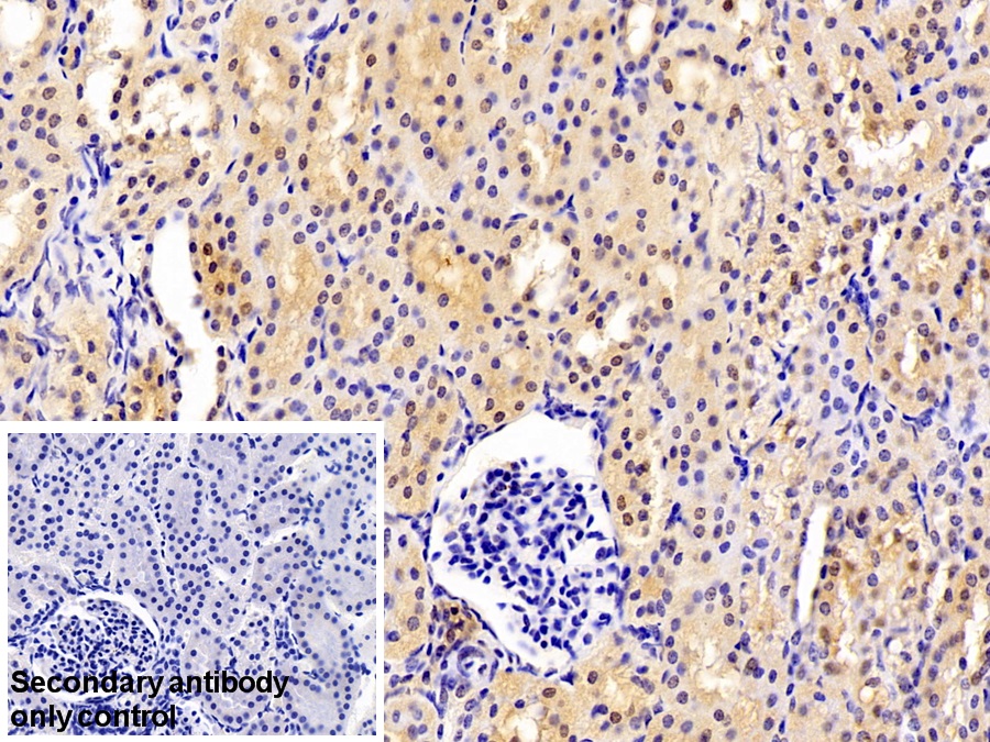 Polyclonal Antibody to Glyceraldehyde-3-Phosphate Dehydrogenase (GAPDH)