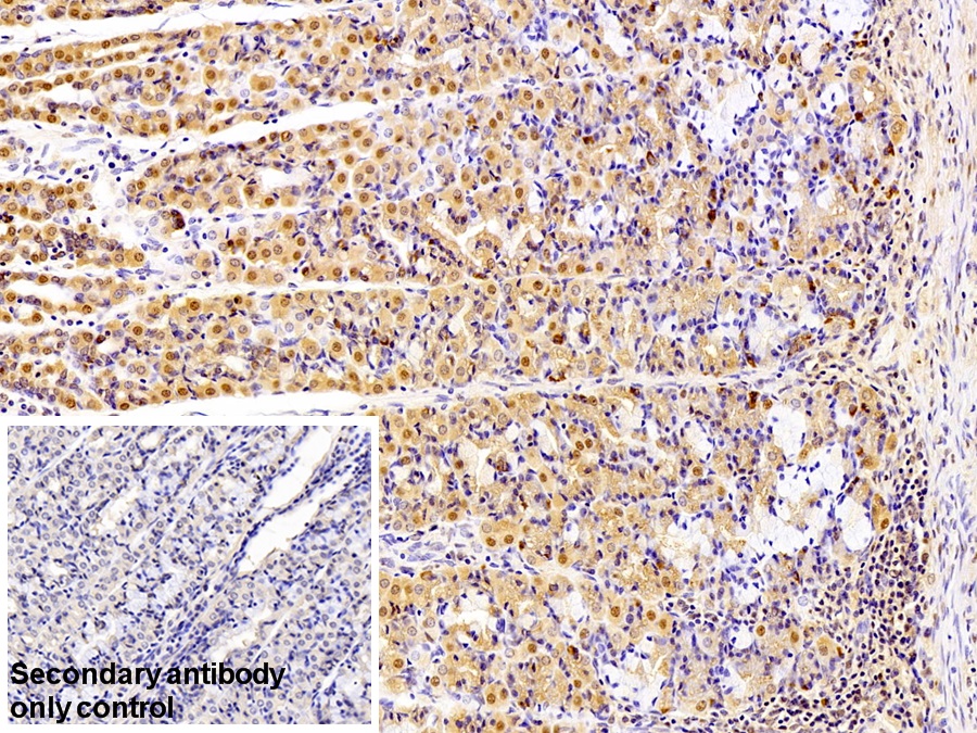 Polyclonal Antibody to Glyceraldehyde-3-Phosphate Dehydrogenase (GAPDH)