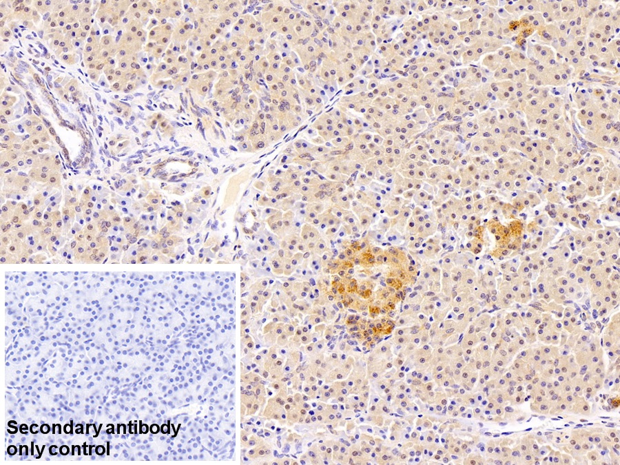 Polyclonal Antibody to Glyceraldehyde-3-Phosphate Dehydrogenase (GAPDH)