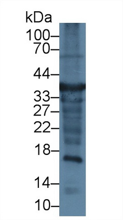 Polyclonal Antibody to Glyceraldehyde-3-Phosphate Dehydrogenase (GAPDH)