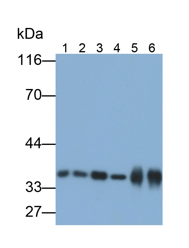 Polyclonal Antibody to Glyceraldehyde-3-Phosphate Dehydrogenase (GAPDH)